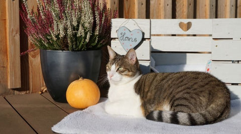 Couverture pour chat