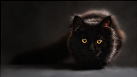 mainécoon