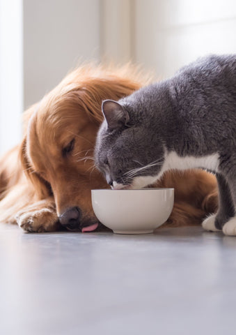 Bol de nourriture chien chat bol de chat bol de chien nourriture