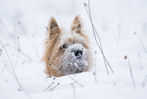 Chien dans la neige A quoi faut-il faire attention ?