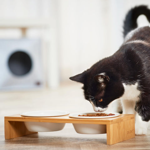 Chat mangeant de la nourriture pour chat bol pour chat bol en céramique