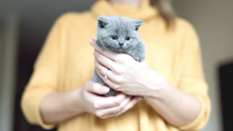 Éleveur de chats