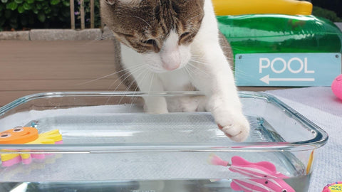 Les chats se rafraîchissent