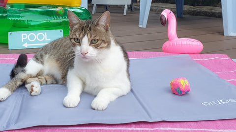Tapis rafraîchissant pour chats