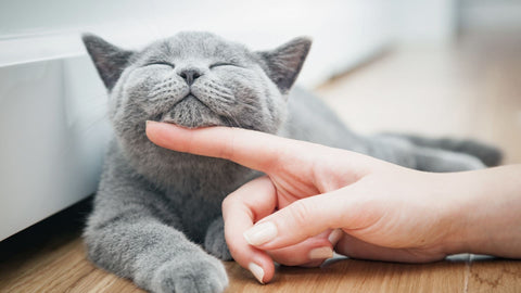 Les chats sont un baume pour l'âme