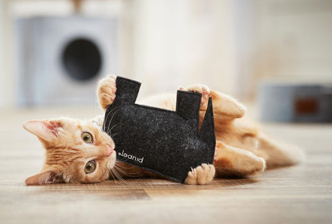 Herbe à chat de poisson de jouet de chat