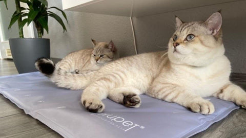 Tapis rafraîchissant pour chat