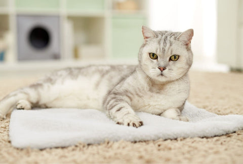 Couverture pour chat auto-chauffante sans électricité