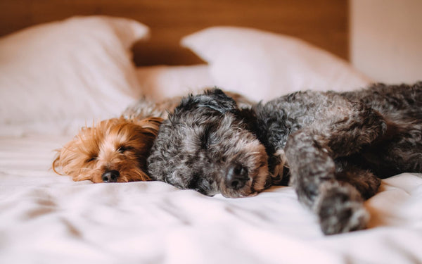 Pourquoi les chats et les chiens aiment dormir dans mon lit