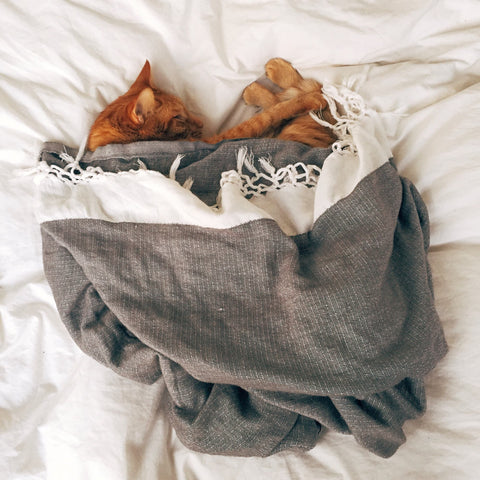 Pourquoi mon chat dort-il avec moi ?