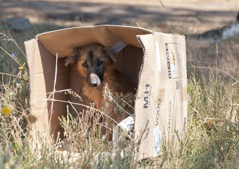 Commerce de chiens de mode et de chiens de race