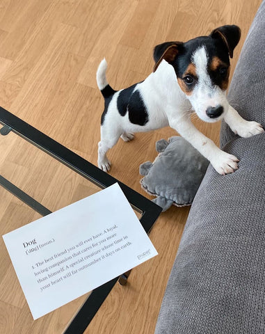Adopter des chiots