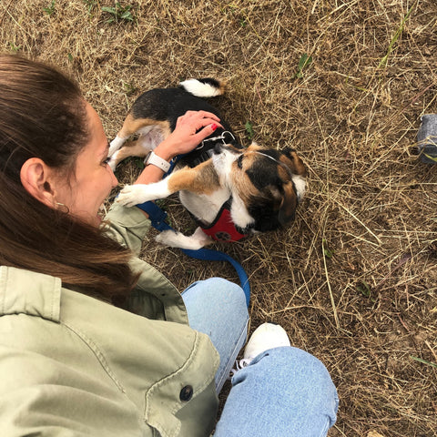 chien ou chiot adulte