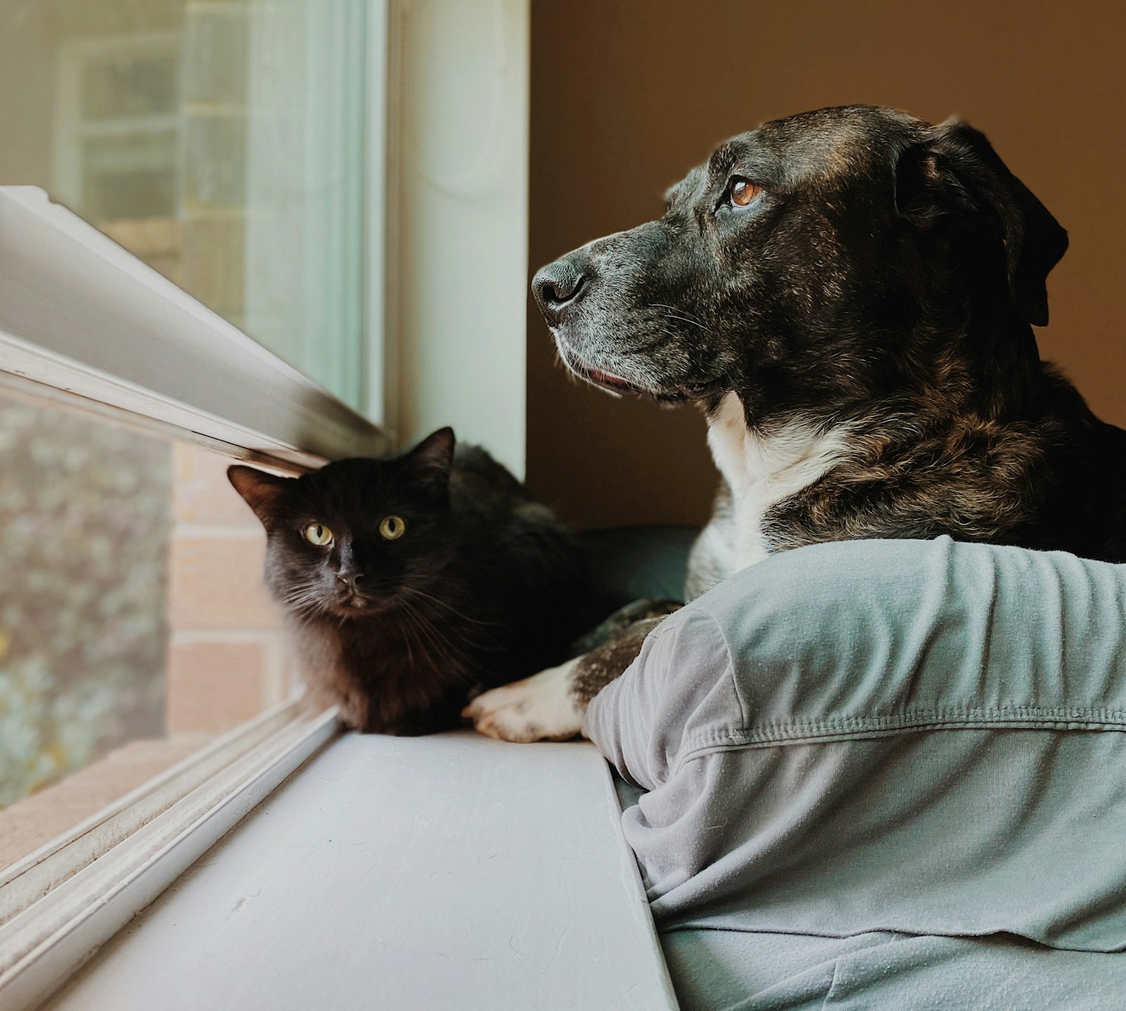 Animal de compagnie, ambiance bien-être